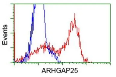 Anti-ARHGAP25 antibody [3G1] used in Flow cytometry (FCM). GTX84863