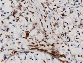 Anti-ARHGAP25 antibody [12G4] used in IHC (Paraffin sections) (IHC-P). GTX84867