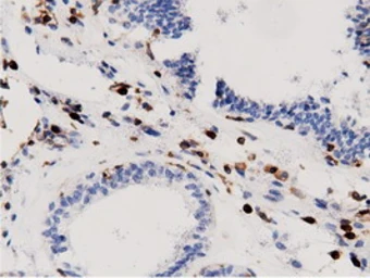 Anti-ARHGAP25 antibody [12G4] used in IHC (Paraffin sections) (IHC-P). GTX84867