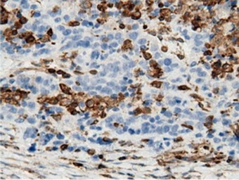 Anti-ARHGAP25 antibody [12G4] used in IHC (Paraffin sections) (IHC-P). GTX84867