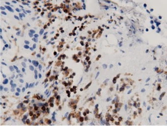 Anti-ARHGAP25 antibody [12G4] used in IHC (Paraffin sections) (IHC-P). GTX84867