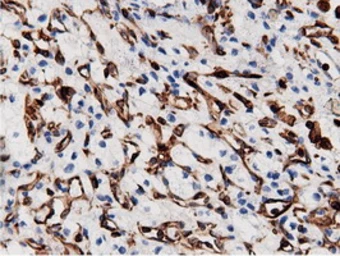 Anti-ARHGAP25 antibody [12G4] used in IHC (Paraffin sections) (IHC-P). GTX84867