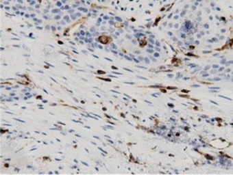 Anti-ARHGAP25 antibody [12G4] used in IHC (Paraffin sections) (IHC-P). GTX84867