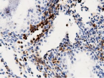 Anti-ARHGAP25 antibody [12G4] used in IHC (Paraffin sections) (IHC-P). GTX84867
