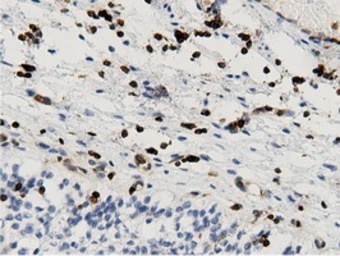 Anti-ARHGAP25 antibody [12G4] used in IHC (Paraffin sections) (IHC-P). GTX84867
