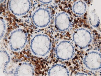Anti-ARHGAP25 antibody [12G4] used in IHC (Paraffin sections) (IHC-P). GTX84867