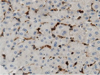 Anti-ARHGAP25 antibody [12G4] used in IHC (Paraffin sections) (IHC-P). GTX84867