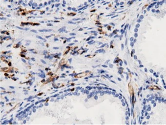 Anti-ARHGAP25 antibody [12G4] used in IHC (Paraffin sections) (IHC-P). GTX84867