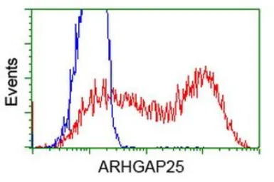 Anti-ARHGAP25 antibody [12G4] used in Flow cytometry (FCM). GTX84867