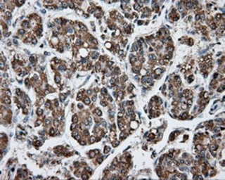 Anti-APP antibody [2B10] used in IHC (Paraffin sections) (IHC-P). GTX84877