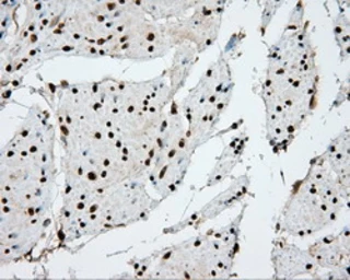 Anti-APP antibody [2B10] used in IHC (Paraffin sections) (IHC-P). GTX84877