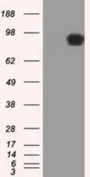 Anti-APP antibody [2B10] used in Western Blot (WB). GTX84877