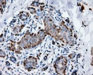 Anti-Annexin A1 antibody [3A8] used in IHC (Paraffin sections) (IHC-P). GTX84886