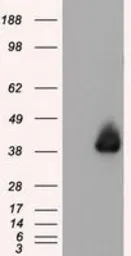 Anti-Annexin A1 antibody [3A8] used in Western Blot (WB). GTX84886