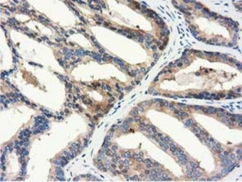 Anti-ALDH1L1 antibody [6A10] used in IHC (Paraffin sections) (IHC-P). GTX84891