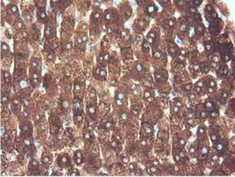 Anti-ALDH1L1 antibody [6A10] used in IHC (Paraffin sections) (IHC-P). GTX84891
