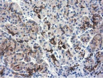 Anti-ALDH1L1 antibody [6A10] used in IHC (Paraffin sections) (IHC-P). GTX84891