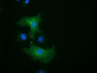 Anti-ALDH1L1 antibody [5G8] used in Immunocytochemistry/ Immunofluorescence (ICC/IF). GTX84892