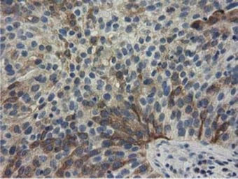 Anti-ALDH1L1 antibody [5G8] used in IHC (Paraffin sections) (IHC-P). GTX84892