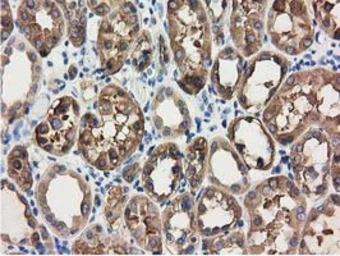 Anti-ALDH1L1 antibody [5G8] used in IHC (Paraffin sections) (IHC-P). GTX84892