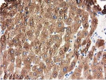 Anti-ALDH1L1 antibody [5G8] used in IHC (Paraffin sections) (IHC-P). GTX84892