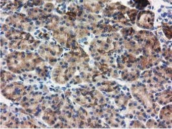 Anti-ALDH1L1 antibody [5G8] used in IHC (Paraffin sections) (IHC-P). GTX84892