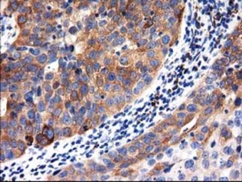 Anti-ALDH1L1 antibody [1H6] used in IHC (Paraffin sections) (IHC-P). GTX84897