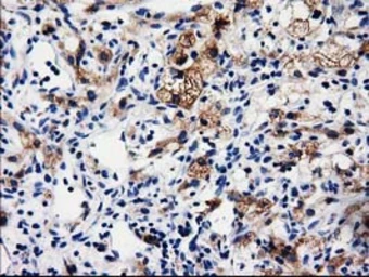 Anti-ALDH1L1 antibody [1H6] used in IHC (Paraffin sections) (IHC-P). GTX84897
