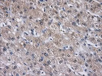 Anti-AKR1A1 antibody [9F1] used in IHC (Paraffin sections) (IHC-P). GTX84918