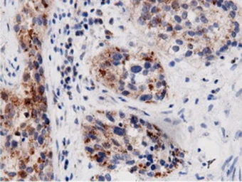 Anti-AK5 antibody [2F9] used in IHC (Paraffin sections) (IHC-P). GTX84921