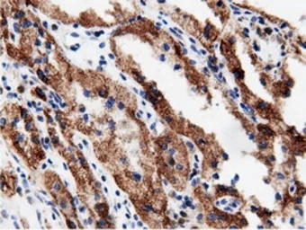 Anti-AK5 antibody [2F9] used in IHC (Paraffin sections) (IHC-P). GTX84921