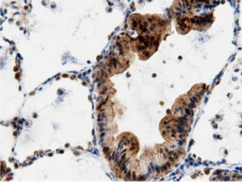 Anti-AK5 antibody [2F9] used in IHC (Paraffin sections) (IHC-P). GTX84921