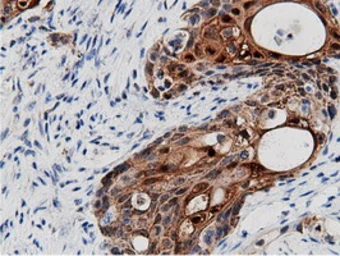 Anti-AK5 antibody [2F9] used in IHC (Paraffin sections) (IHC-P). GTX84921