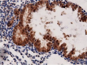Anti-AK5 antibody [2F9] used in IHC (Paraffin sections) (IHC-P). GTX84921