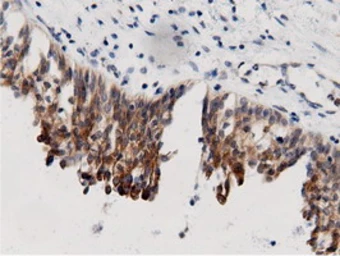 Anti-AK5 antibody [2F9] used in IHC (Paraffin sections) (IHC-P). GTX84921