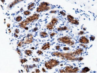 Anti-AK5 antibody [2F9] used in IHC (Paraffin sections) (IHC-P). GTX84921