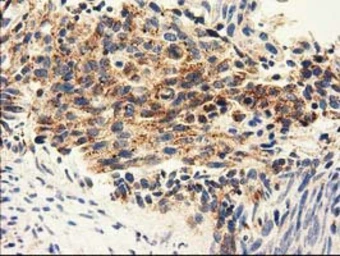 Anti-AK3 antibody [4C4] used in IHC (Paraffin sections) (IHC-P). GTX84933