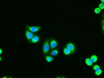 Anti-Adenylate kinase 1 antibody [4A1] used in Immunocytochemistry/ Immunofluorescence (ICC/IF). GTX84936