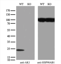 Anti-Adenylate kinase 1 antibody [8A1] used in Western Blot (WB). GTX84938