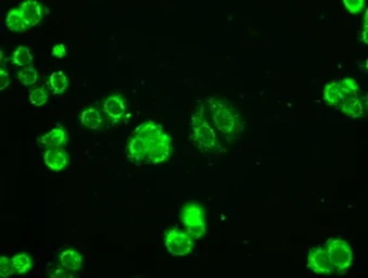 Anti-Adenylate kinase 1 antibody [19D1] used in Immunocytochemistry/ Immunofluorescence (ICC/IF). GTX84939