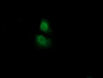 Anti-ADI1 antibody [3H6] used in Immunocytochemistry/ Immunofluorescence (ICC/IF). GTX84958