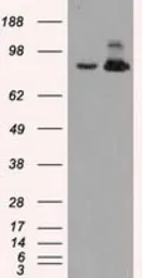 Anti-Aconitase 2 antibody [7A11] used in Western Blot (WB). GTX84966