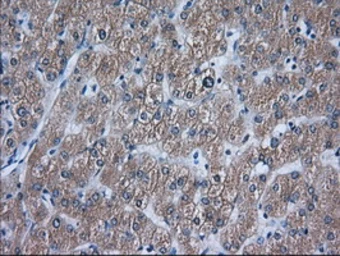 Anti-ACAT2 antibody [1B7] used in IHC (Paraffin sections) (IHC-P). GTX84968