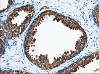 Anti-ACAT2 antibody [1B7] used in IHC (Paraffin sections) (IHC-P). GTX84968