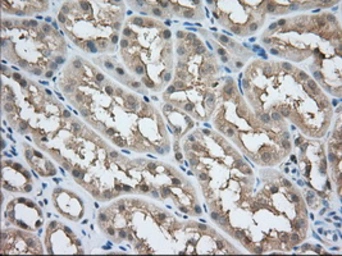 Anti-ACAT2 antibody [3C9] used in IHC (Paraffin sections) (IHC-P). GTX84971