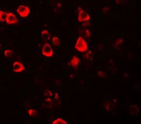 Anti-CXXC4 antibody used in IHC (Paraffin sections) (IHC-P). GTX84996