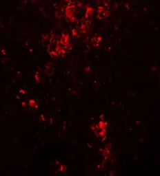 Anti-BFAR antibody used in IHC (Paraffin sections) (IHC-P). GTX85010