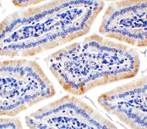 Anti-HAAO antibody used in IHC (Paraffin sections) (IHC-P). GTX85015