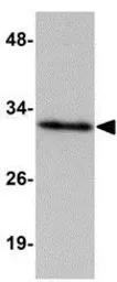 Anti-HAAO antibody used in Western Blot (WB). GTX85015