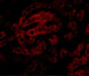 Anti-HAAO antibody used in IHC (Paraffin sections) (IHC-P). GTX85015